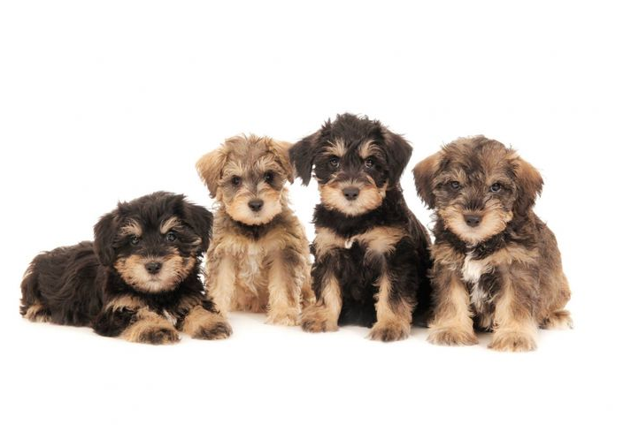 Teddybear schnoodles 2024 for sale